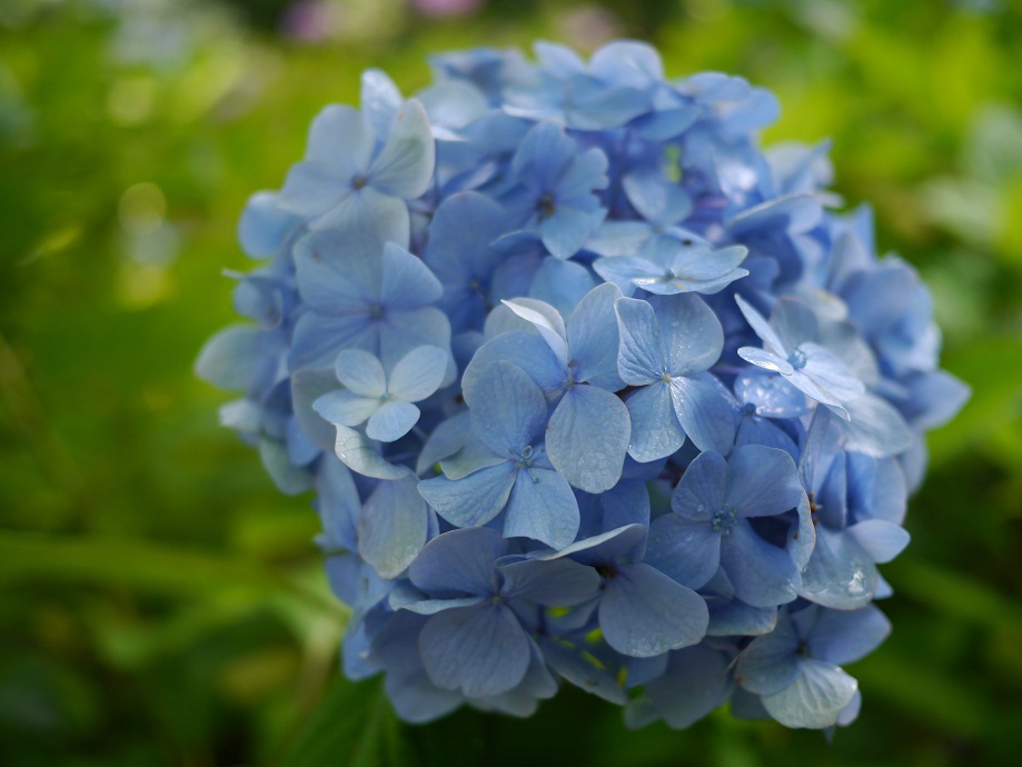 青い紫陽花4