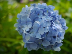青い紫陽花4