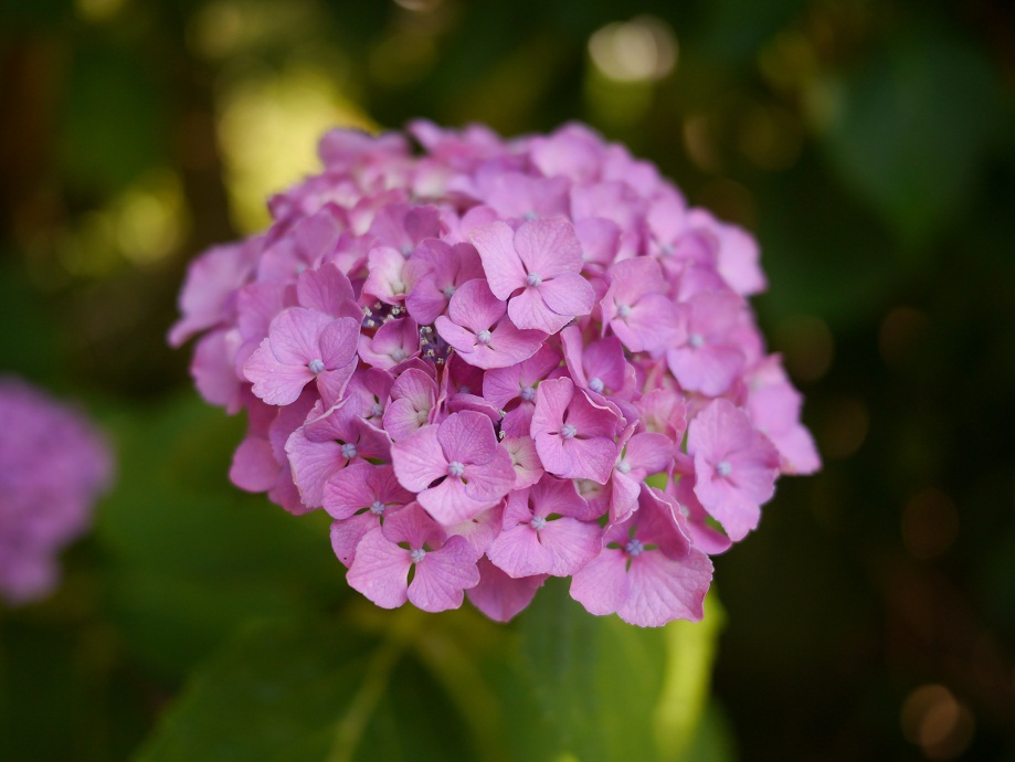 ピンクな紫陽花