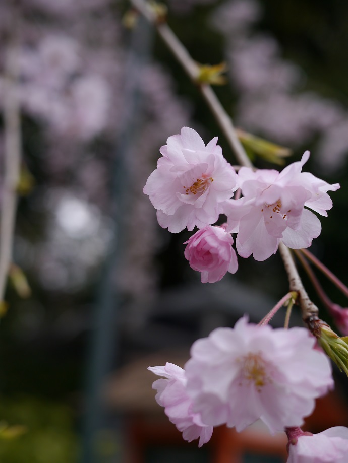 八坂神社のさくら