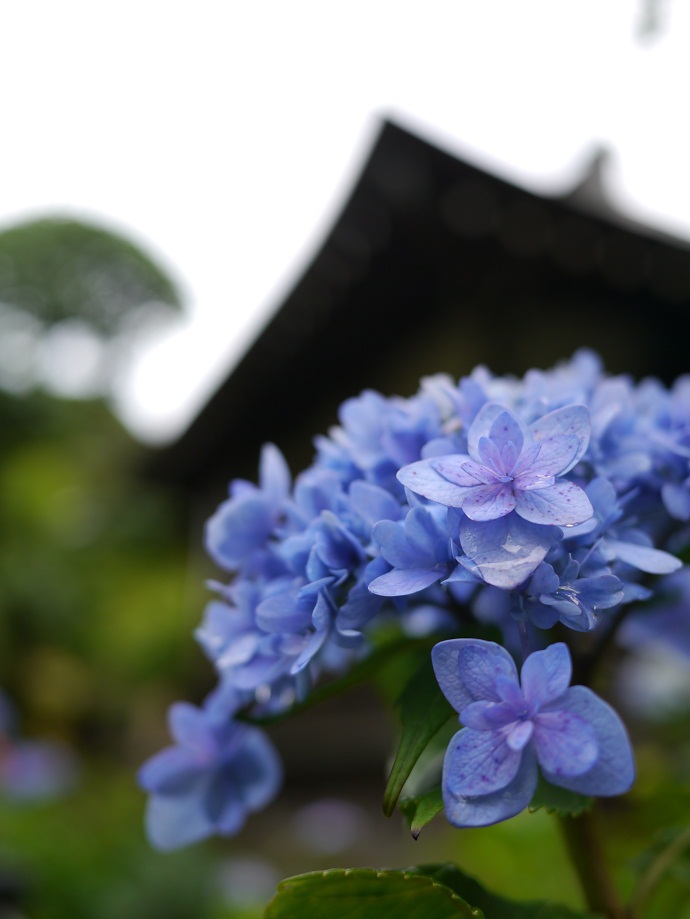 何紫陽花？