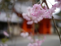 朱色×桃色2