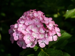 ピンクの紫陽花発見！