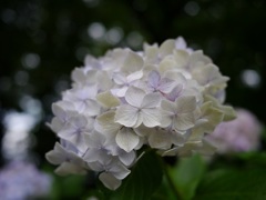 真っ白紫陽花