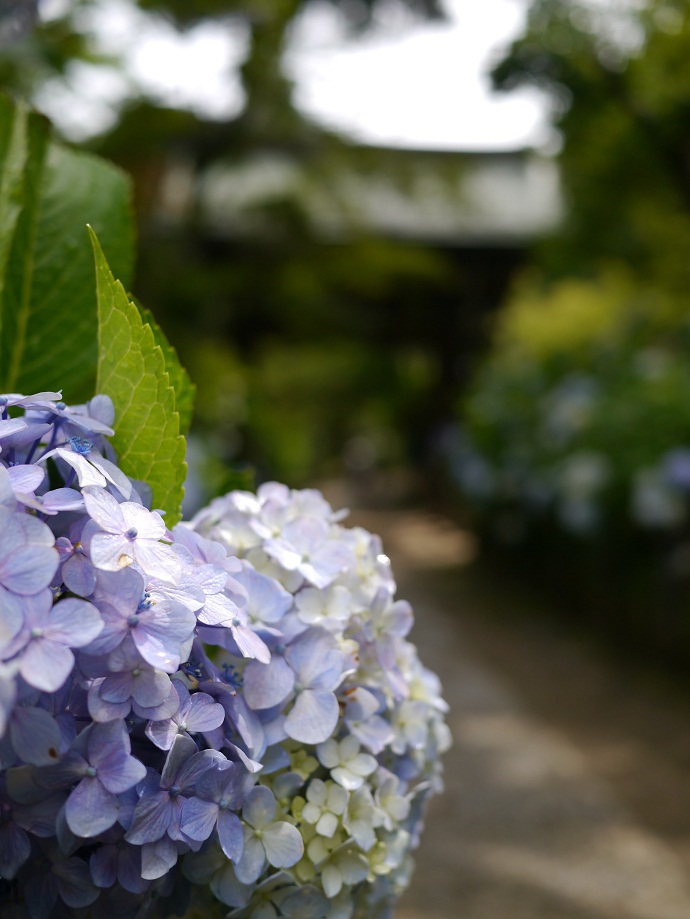 瑞鳳門近くの紫陽花