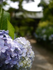 瑞鳳門近くの紫陽花