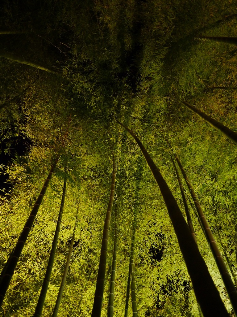 夜の竹林