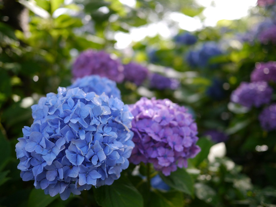 山門周辺の紫陽花