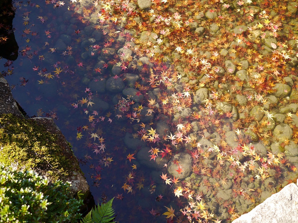 水中紅葉