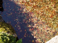 水中紅葉