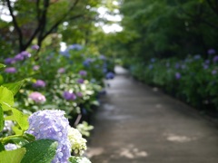 紫陽花小道2