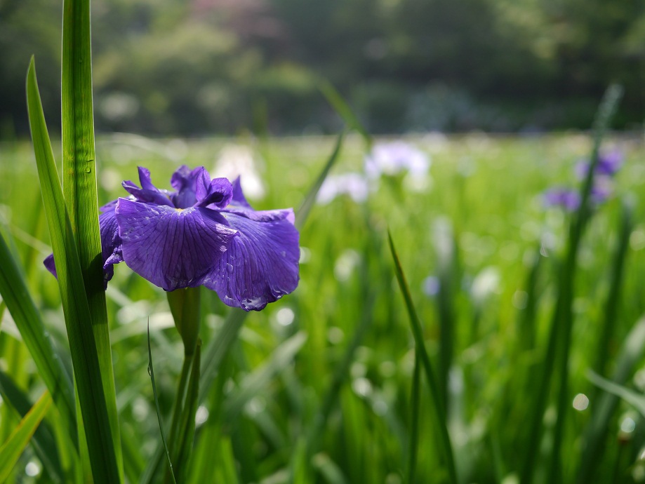 菖蒲も...