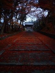 敷き紅葉