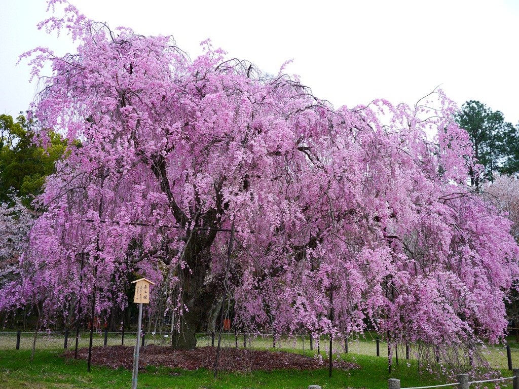 斉王桜