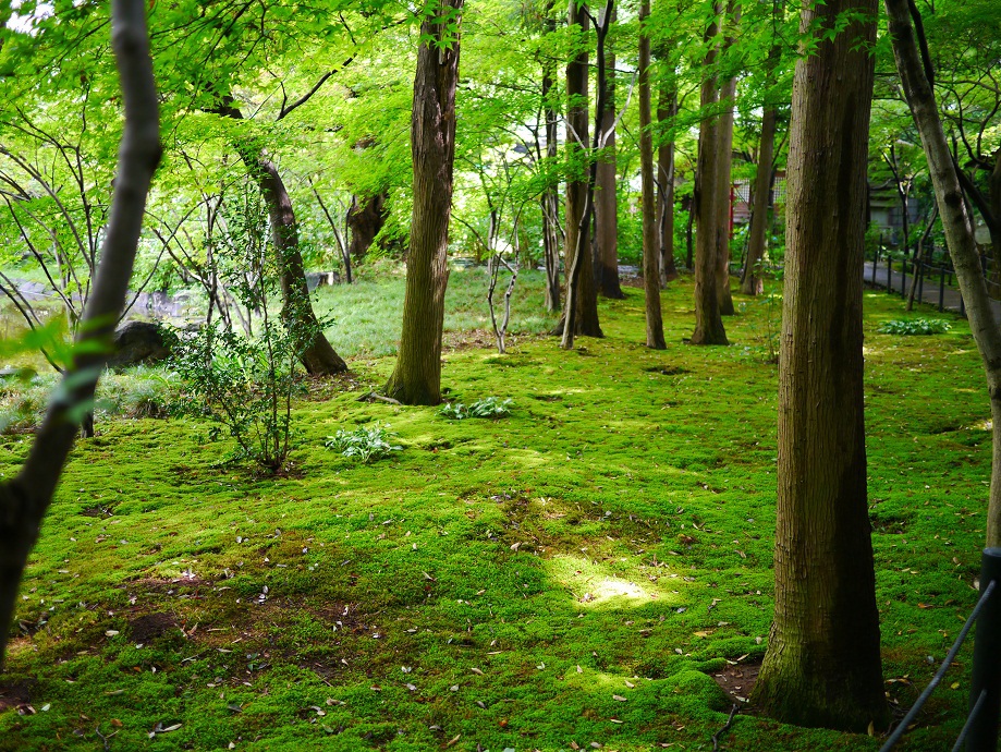 苔の鮮やかなみどり
