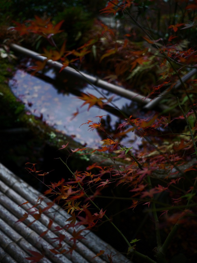 手水鉢の紅葉
