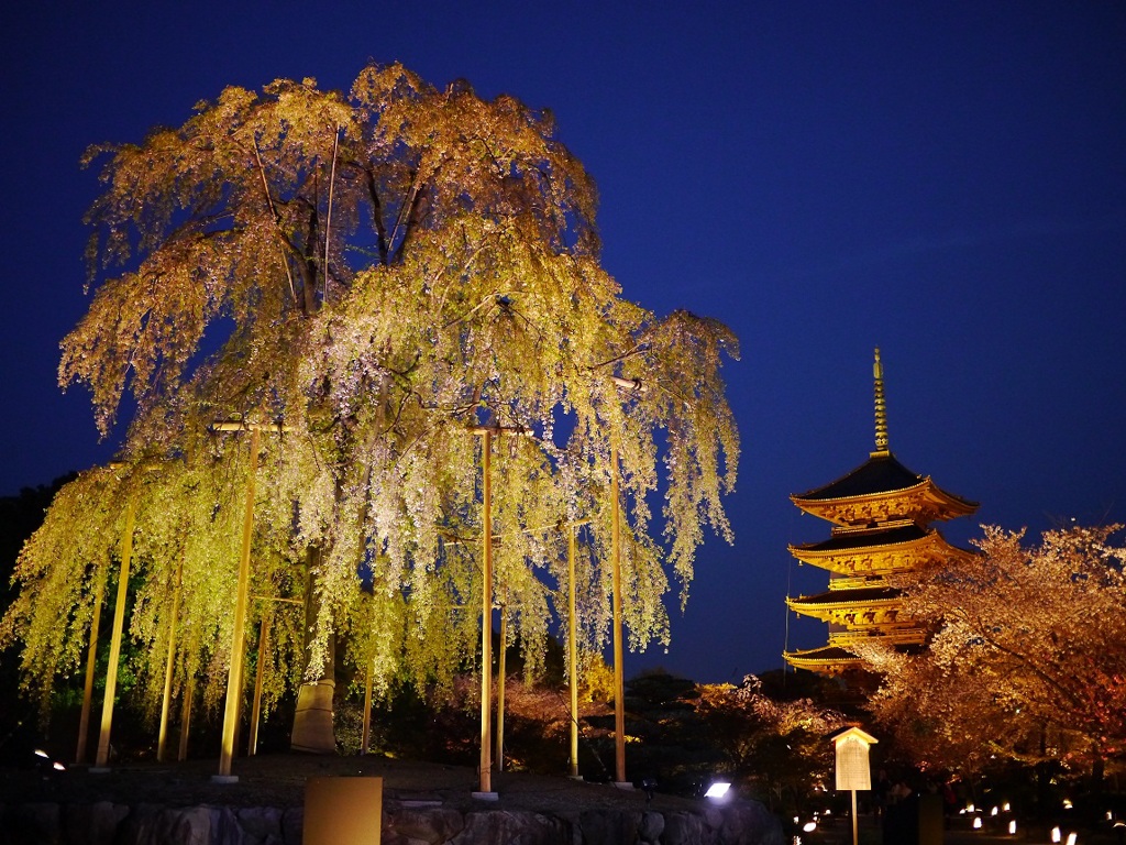 不二桜と五重塔