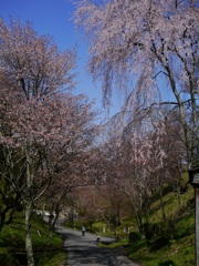 吉野山