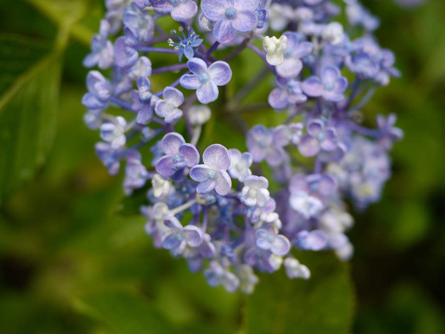 小ぶりな花びらの集合