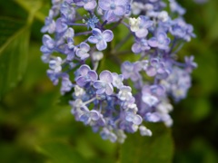 小ぶりな花びらの集合