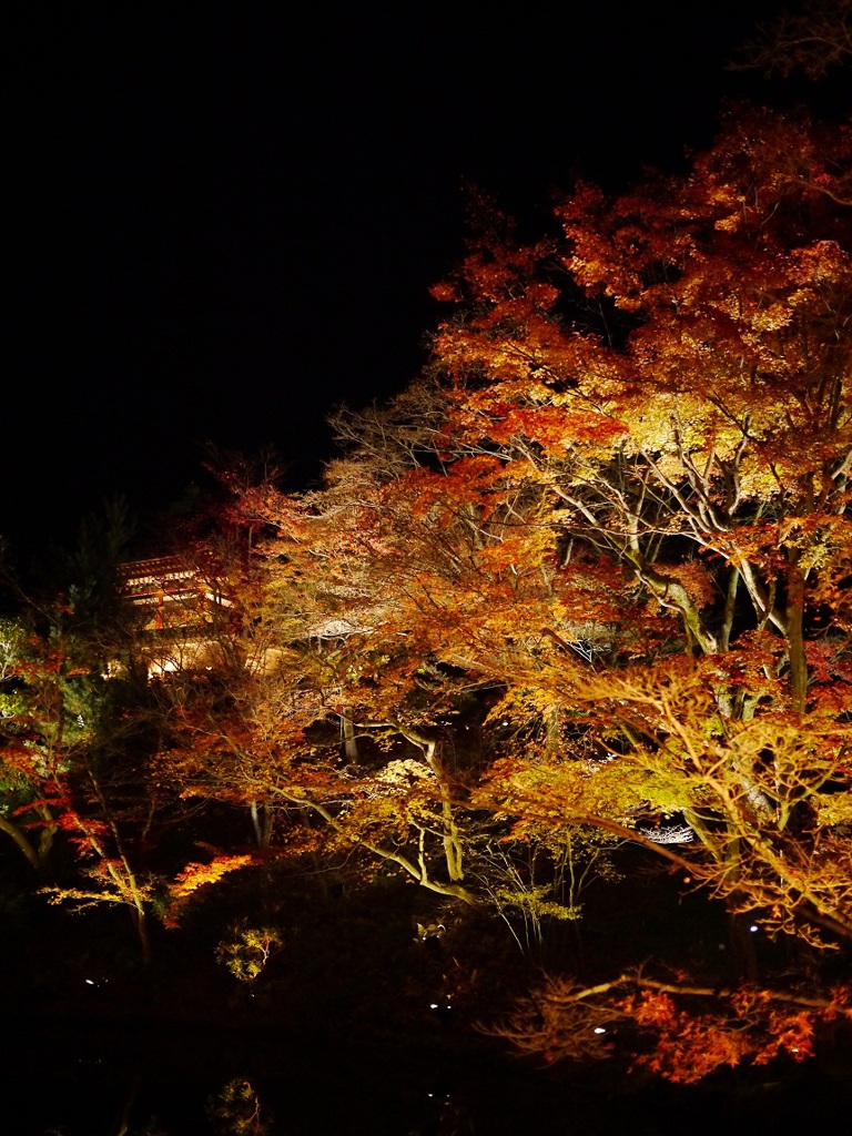 夜紅葉