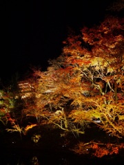 夜紅葉