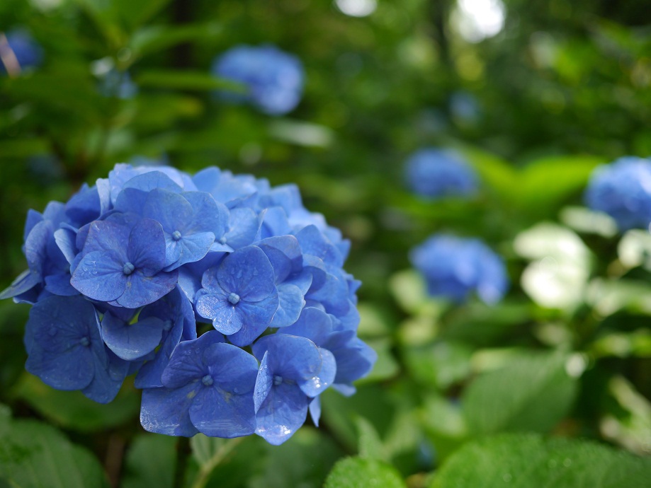 青い紫陽花2