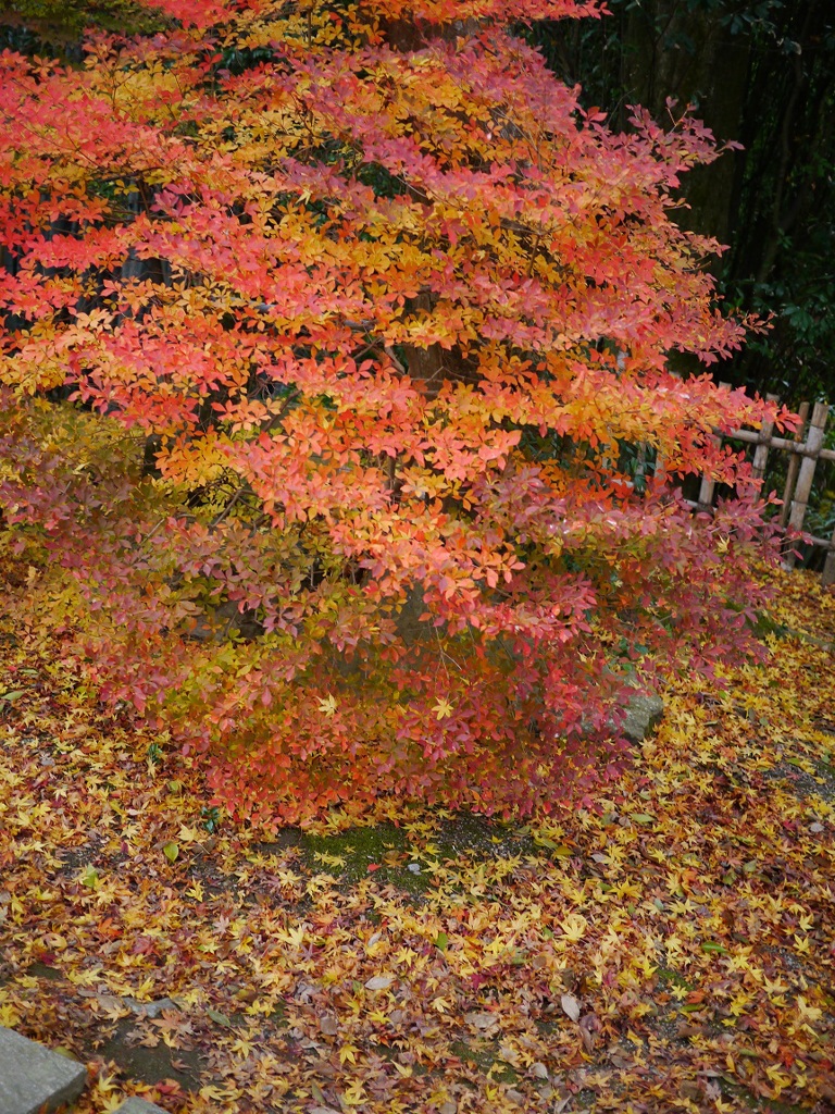 紅葉もみじモミジ