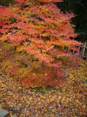 紅葉もみじモミジ