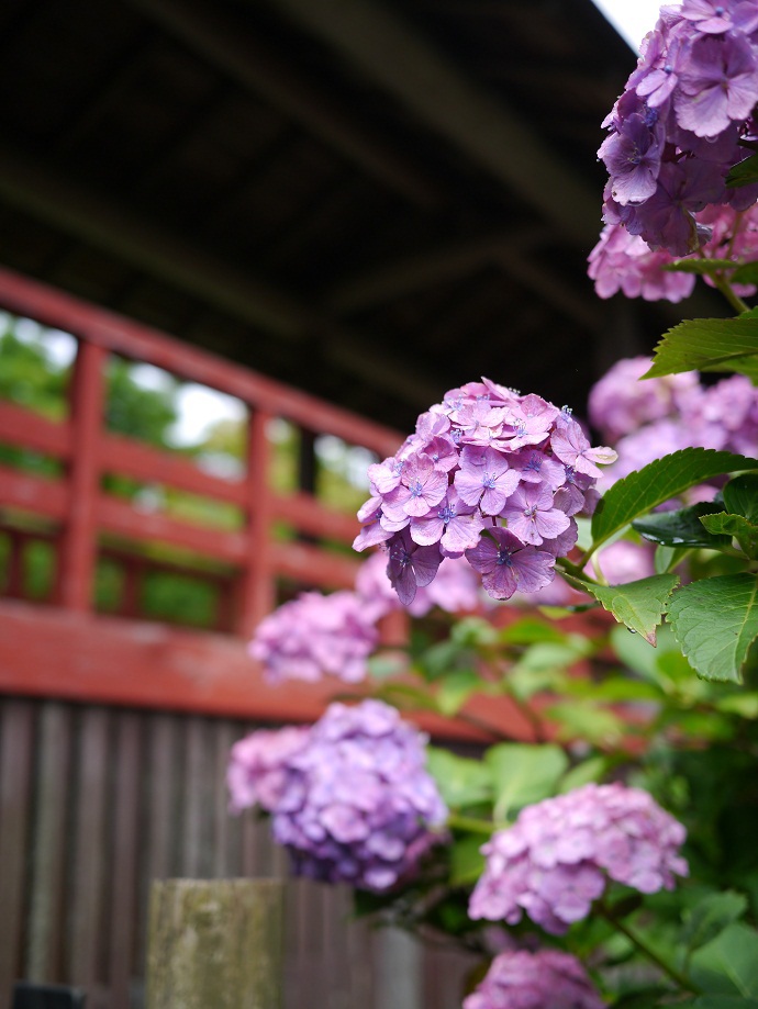 朱と紫陽花