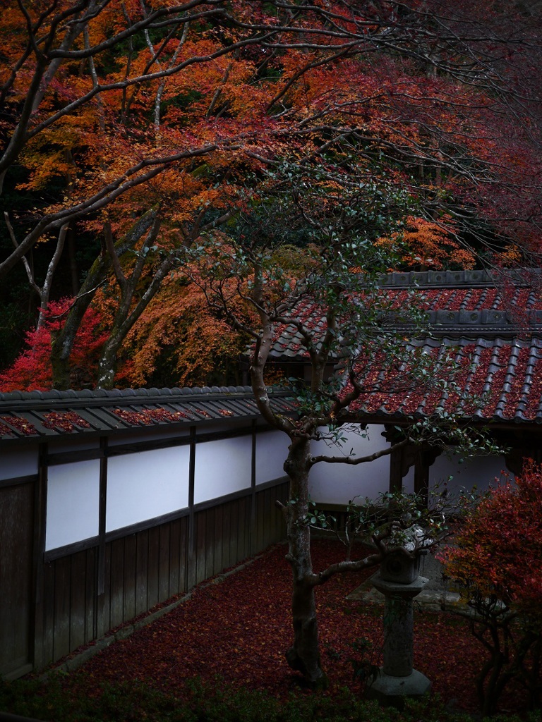 渡り廊下からの紅葉