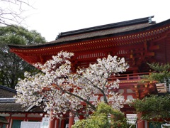 拝殿前のさくら