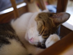 Zzz...