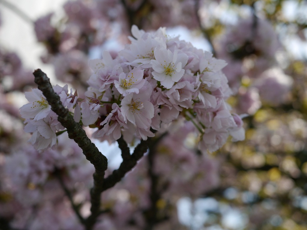城の桜