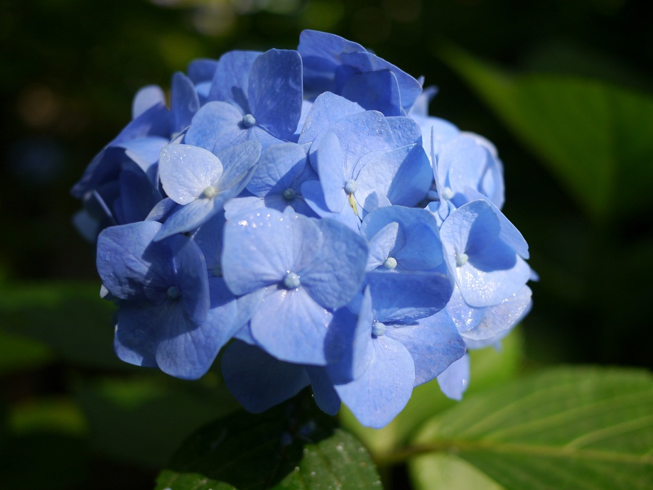 青い紫陽花3