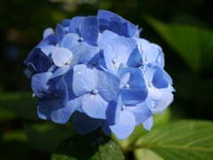 青い紫陽花3