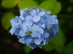 青い紫陽花7