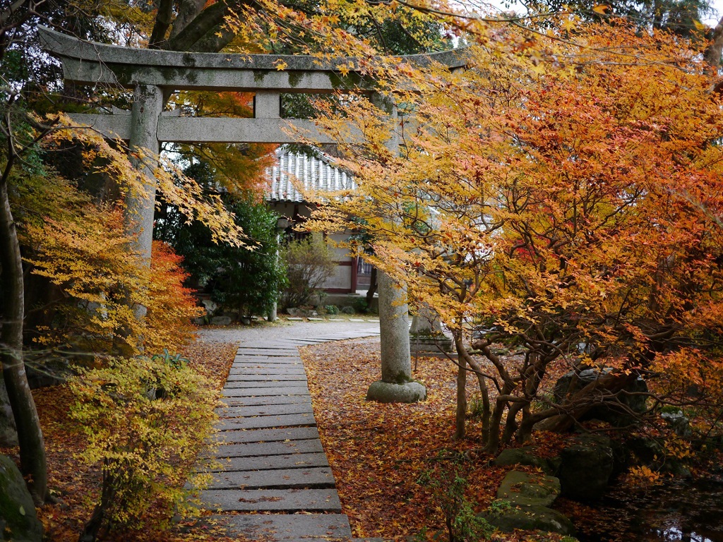 オレンジ紅葉