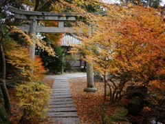 オレンジ紅葉