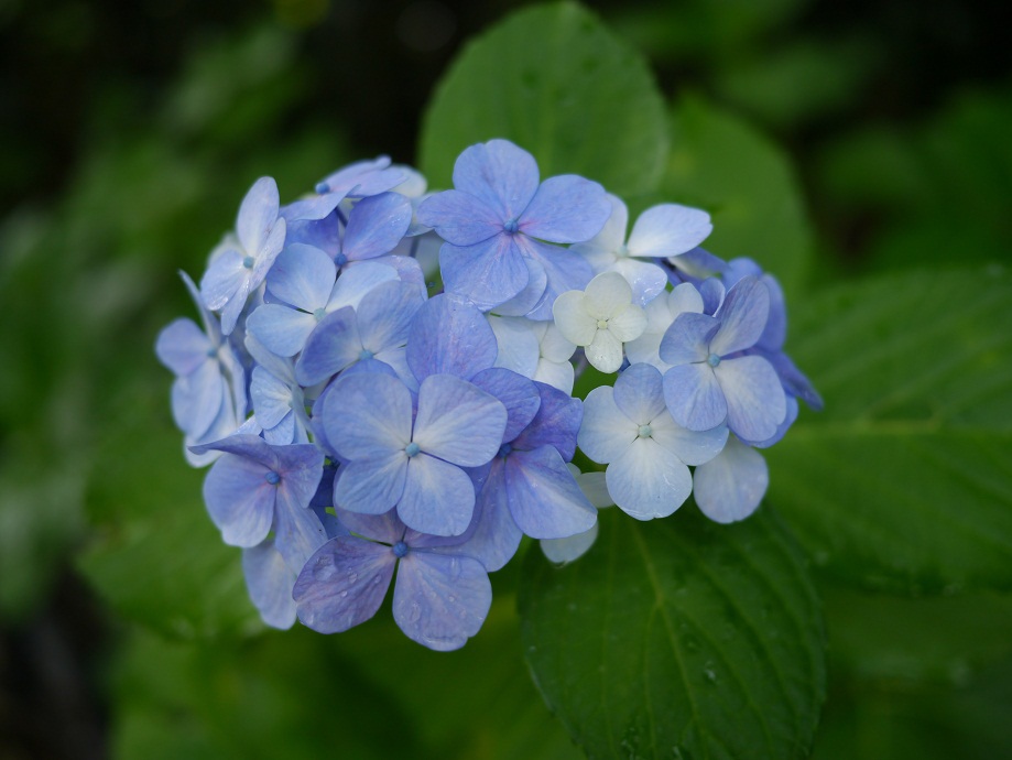 青い紫陽花6