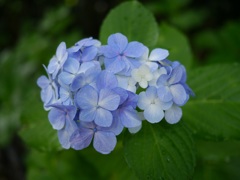 青い紫陽花6