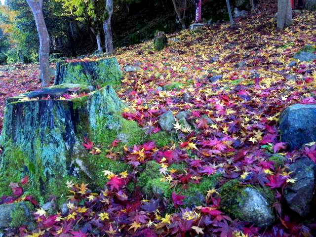 深い森に踏み迷う