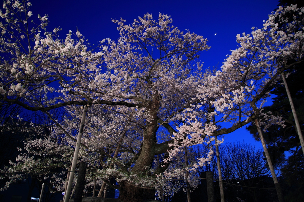 石割桜