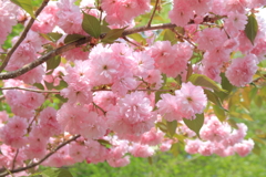 八重桜