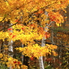早坂高原の紅葉