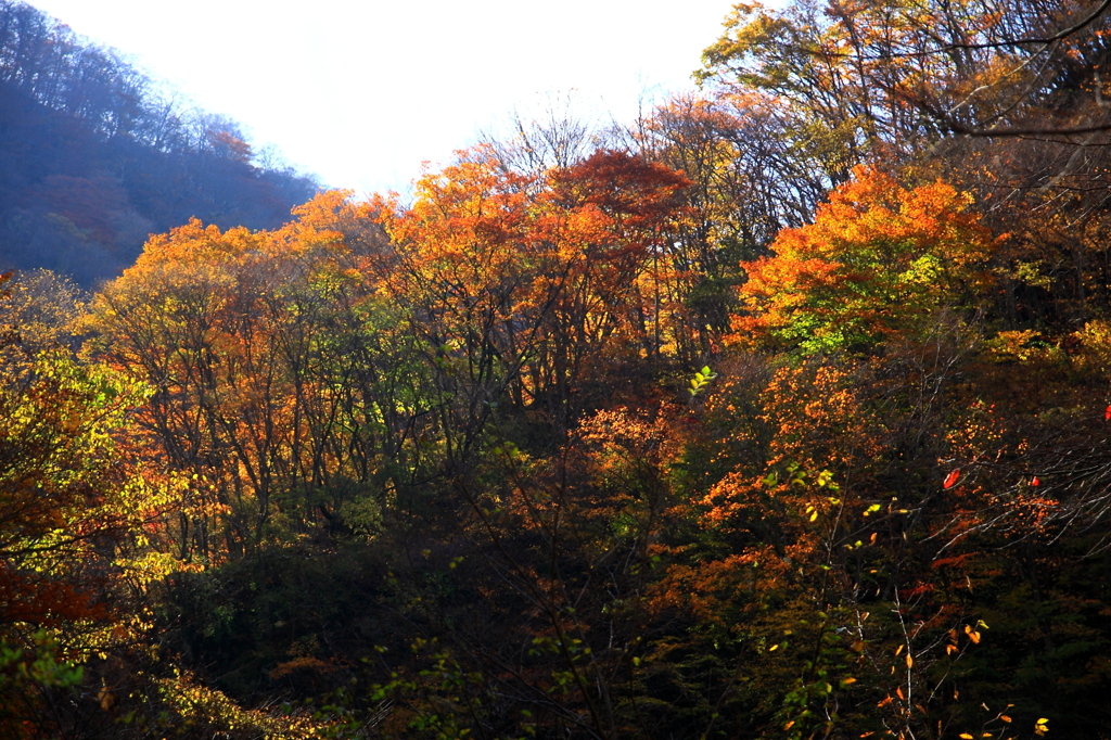 晩秋の仙人峠：大仙沢