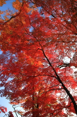 岩手公園：深紅の紅葉