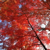 岩手公園：深紅の紅葉