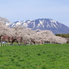 小岩井の桜と岩手山　2021.4.24