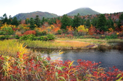 八甲田の紅葉（睡蓮沼）